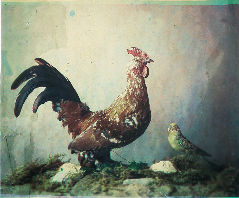 Still life with rooster