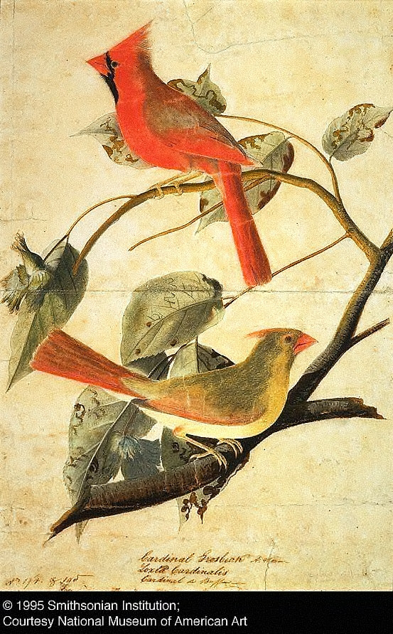 Cardinal Grosbeak - The AMICA Library